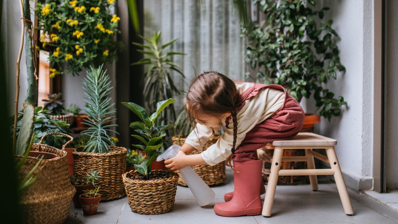Hay plantas especiales para aromatizar el hogar.