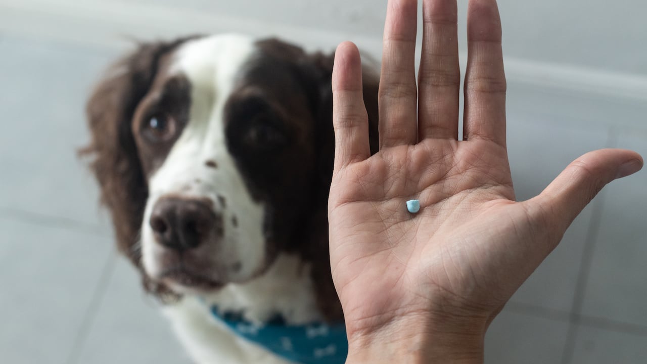 selective focus of a dog and a hand with a thyroid pill for a springer spaniel. Senior dog