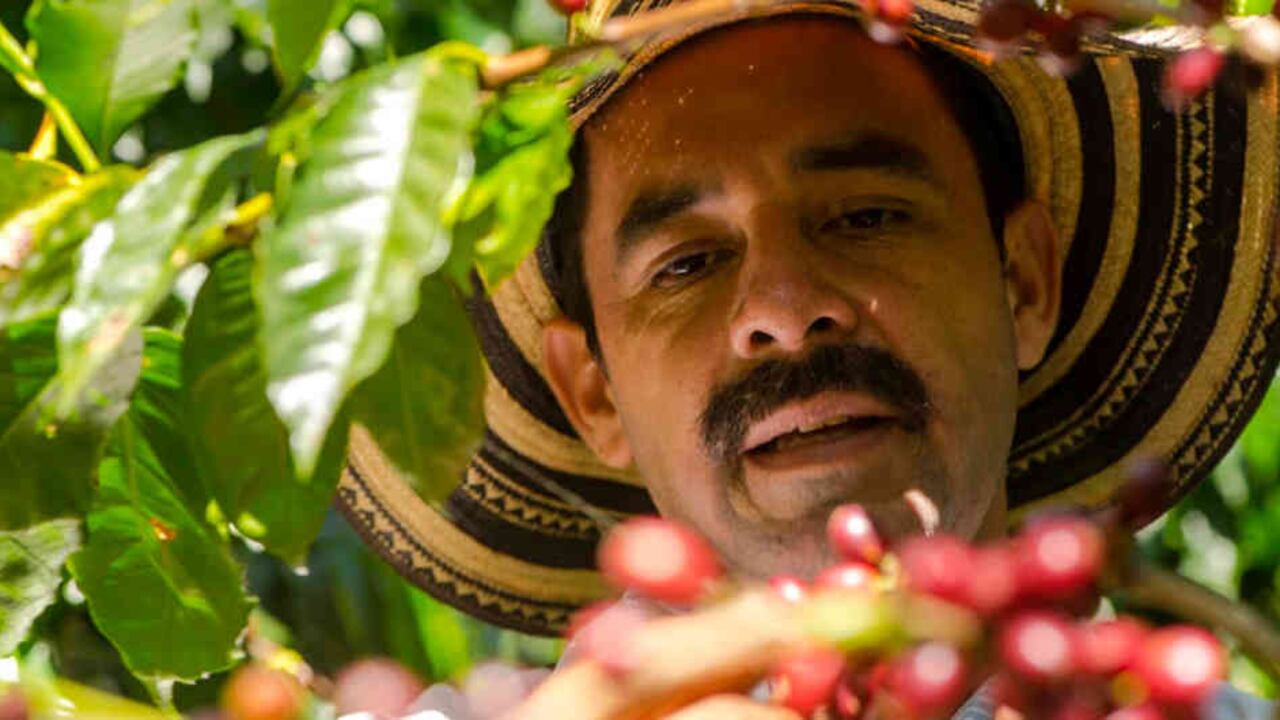 85 por ciento de la producción de café en Santander se cultiva bajo sombrío y en diferentes alturas.