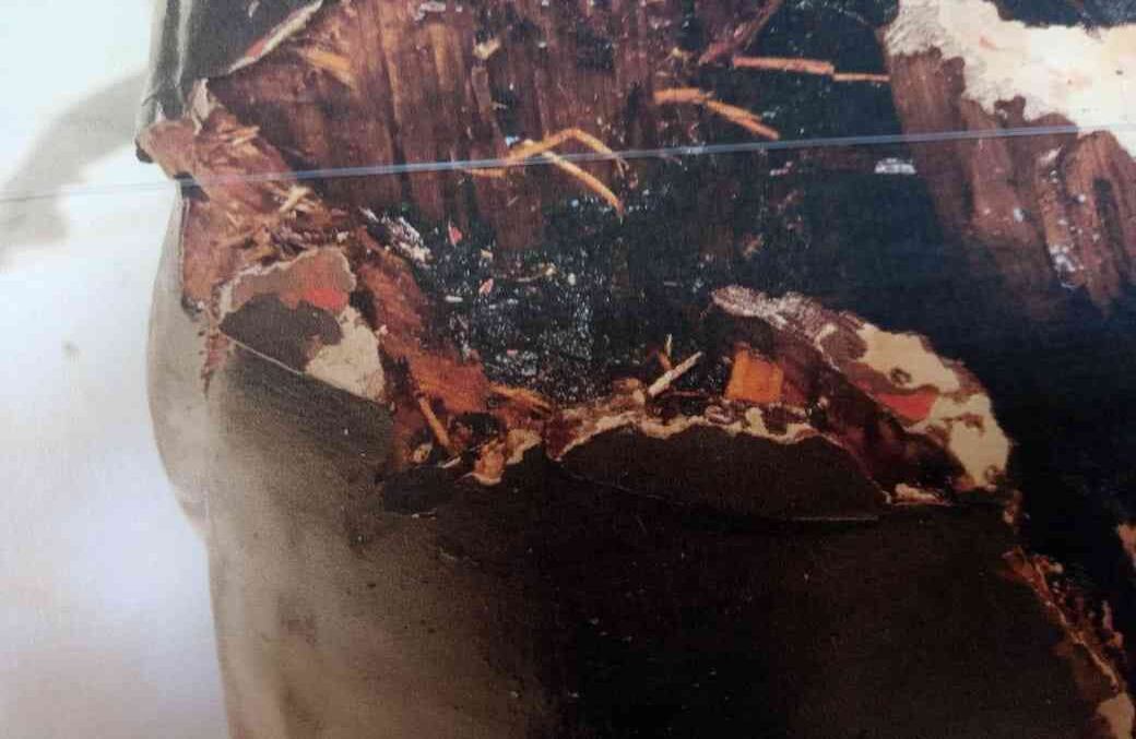 Daños por el comején. Foto de Juan Camilo Duque