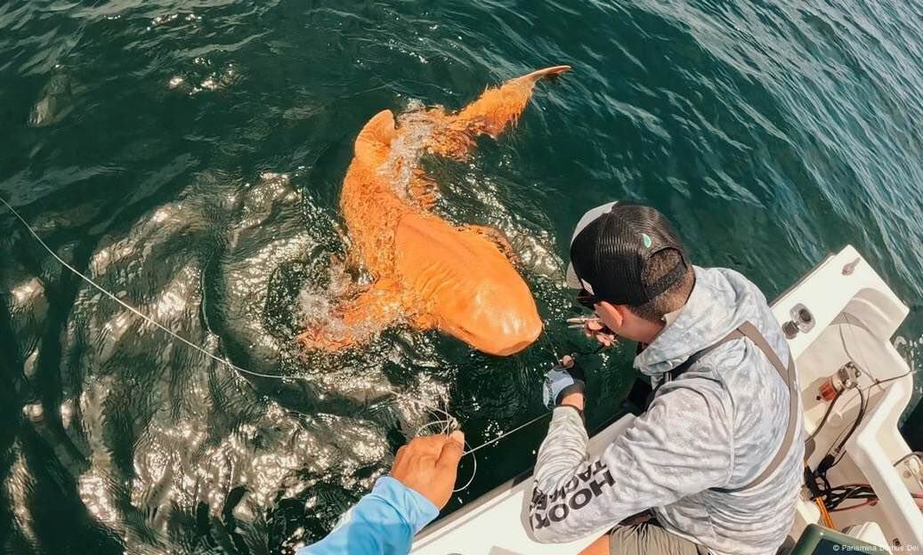 Tiburón naranja encontrado en Costa Rica
