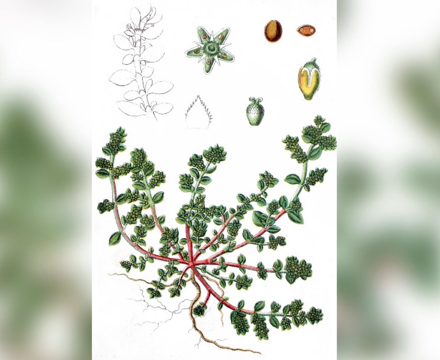 La herniaria (Herniaria glabra) es una planta a la que se le conoce comúnmente como “quebrantapiedras” o “rompepiedras”, debido a que hace presencia sin dificultades en terrenos pedregosos o arenosos.