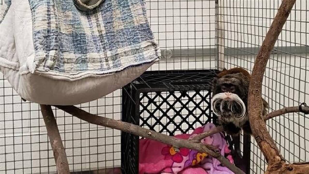 El zoológico de Dallas dijo que los primates estaban en buenas condiciones, pese a perder un poco de peso.