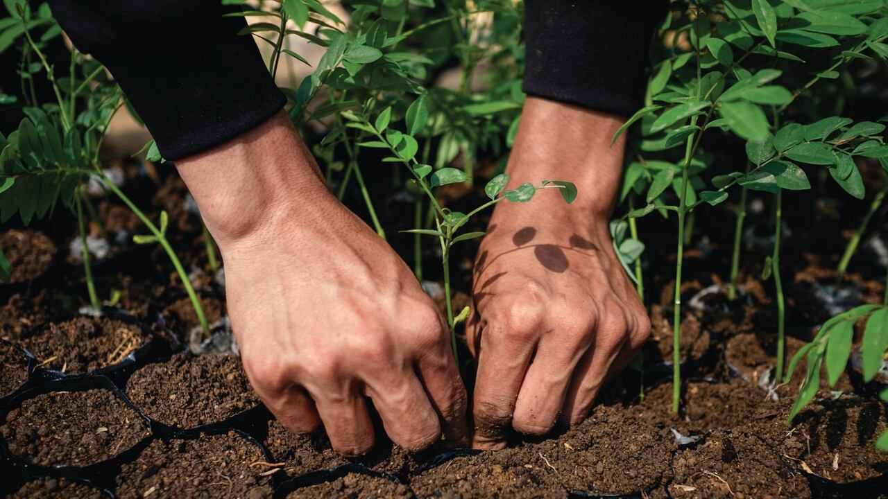 En diciembre de 2022, el Instituto Humboldt y el Real Jardín Botánico Kew de Inglaterra publicaron los Catálogos de Plantas Útiles y Hongos de Colombia el cual comprobó que 7.472 plantas pueden ser utilizadas de distintas maneras.