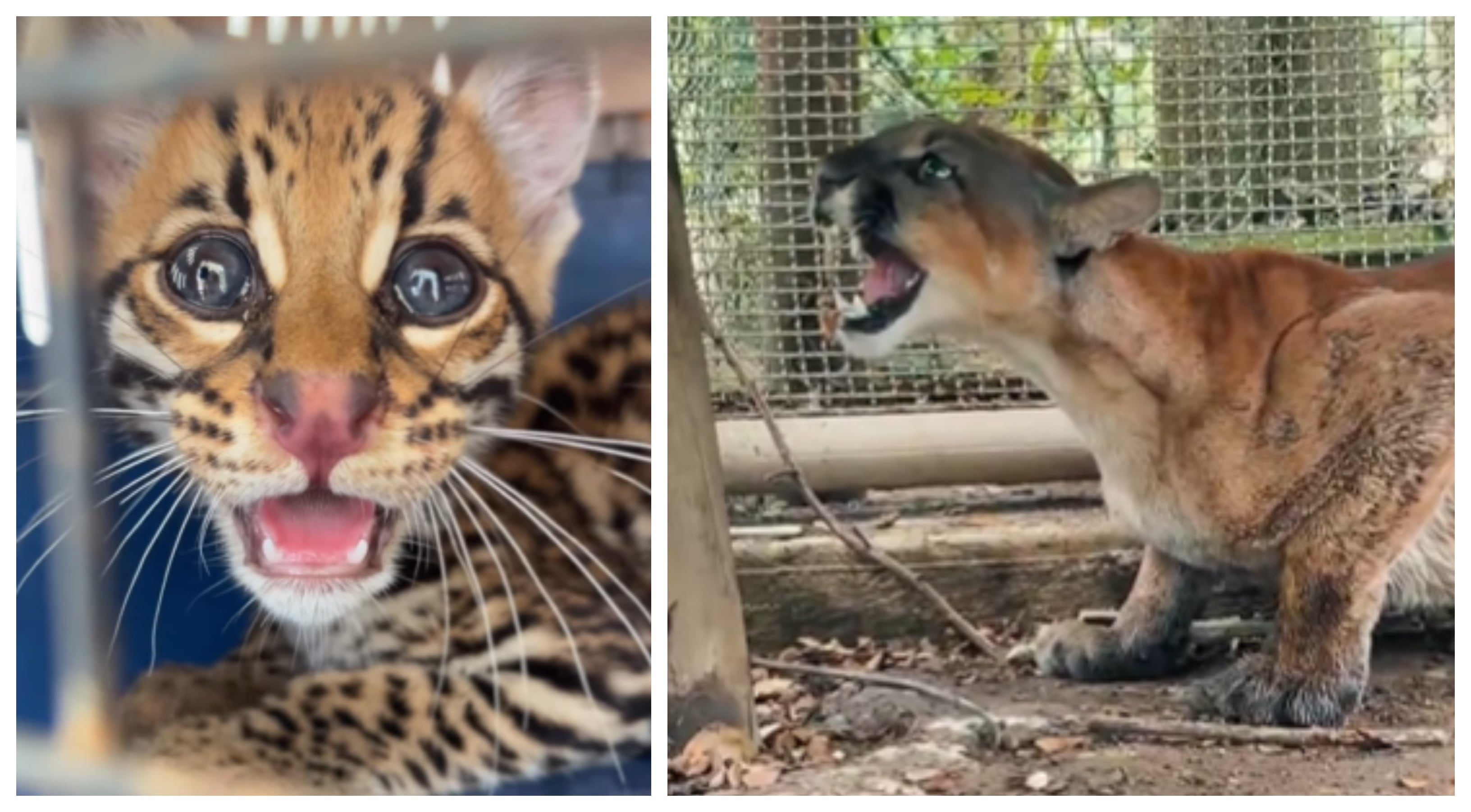 Un tigrillo y un puma, rescatados de las inundaciones en Córdoba.
