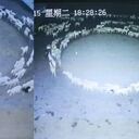 En el video de vigilancia se puede ver el extraño comportamiento de las ovejas marchando en el sentido de las manecillas del reloj en un círculo casi perfecto