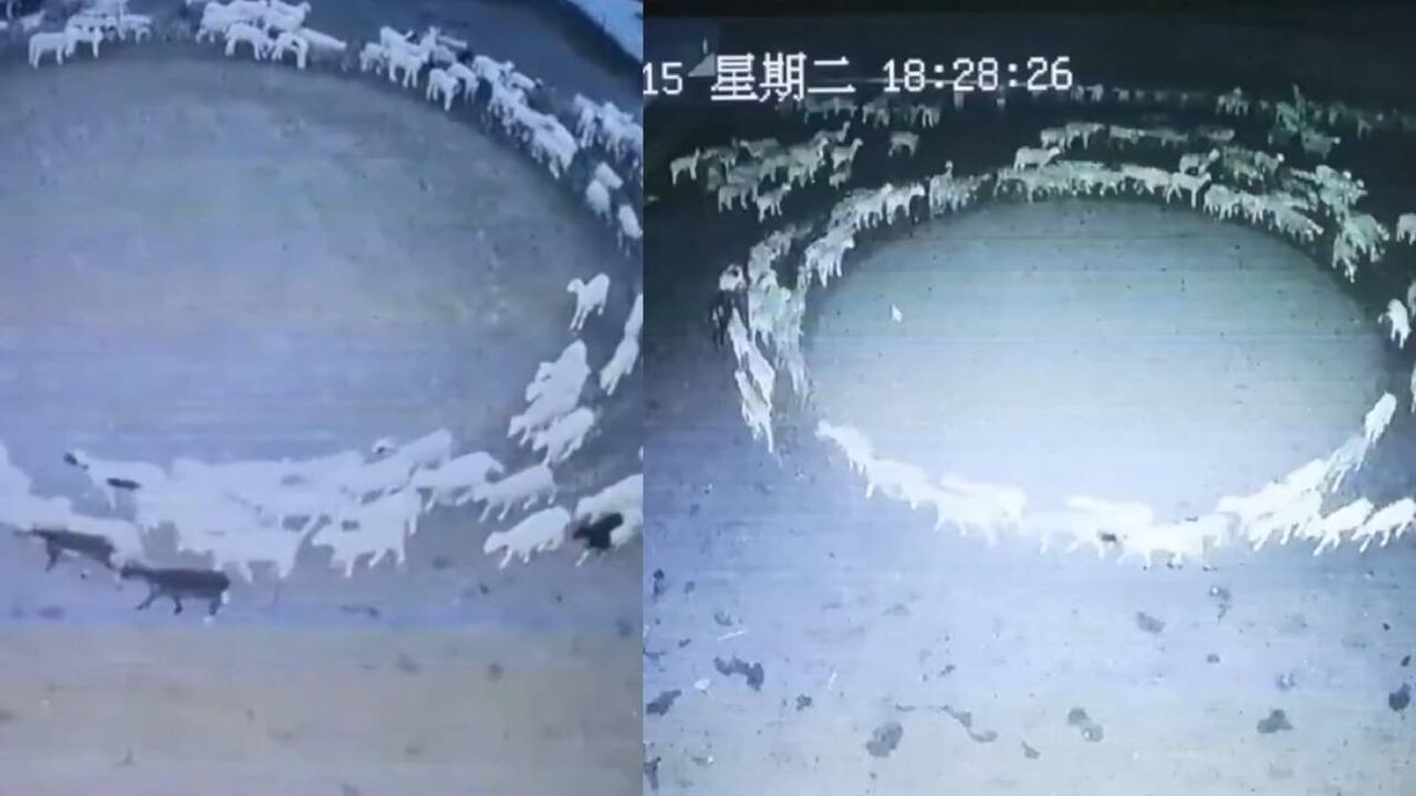 En el video de vigilancia se puede ver el extraño comportamiento de las ovejas marchando en el sentido de las manecillas del reloj en un círculo casi perfecto