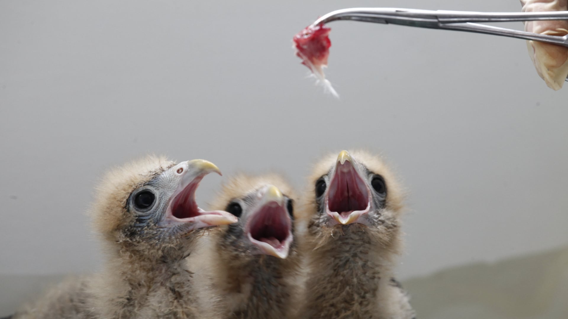 Los animales que pernoctan en este espacio pueden demandar al mes hasta 23 millones de pesos por concepto de alimentación.