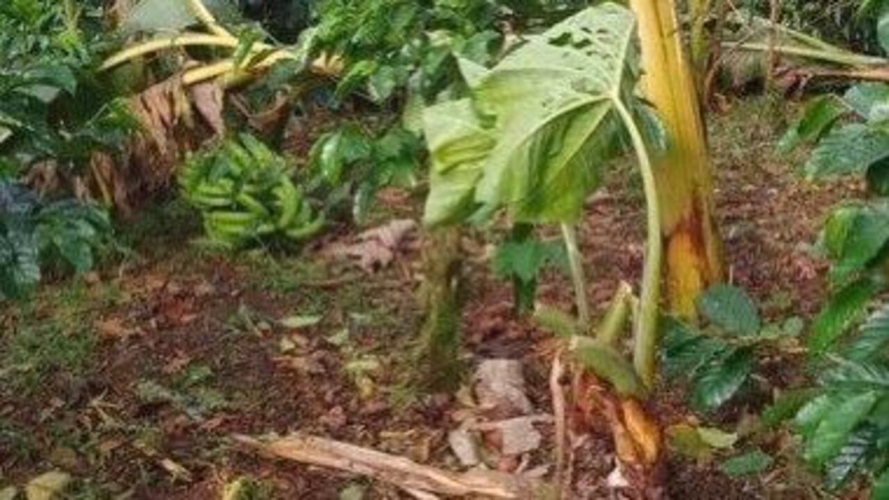 Cultivos dañados en Santander por granizadas.