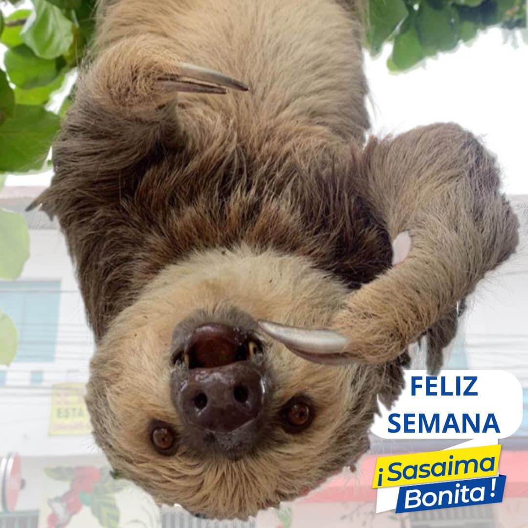 Son seis los ejemplares de perezosos que se pueden observar en el parque central de Sasaima.