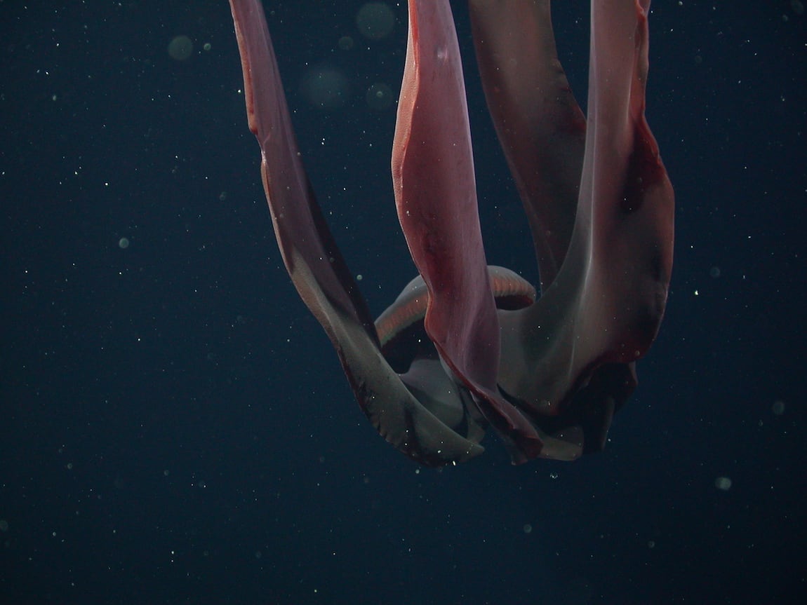 Las limitaciones tecnológicas del pasado mantuvieron oculta durante décadas a una de las especies más extrañas del mar.