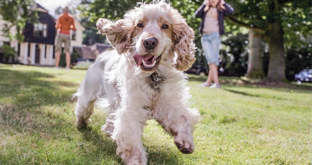 El perro es un mamífero doméstico que pertenece al grupo de los carnívoros. Es una subespecie del lobo gris, a quien se lo considera como su antepasado, y tiene semejanzas con los zorros y los chacales.