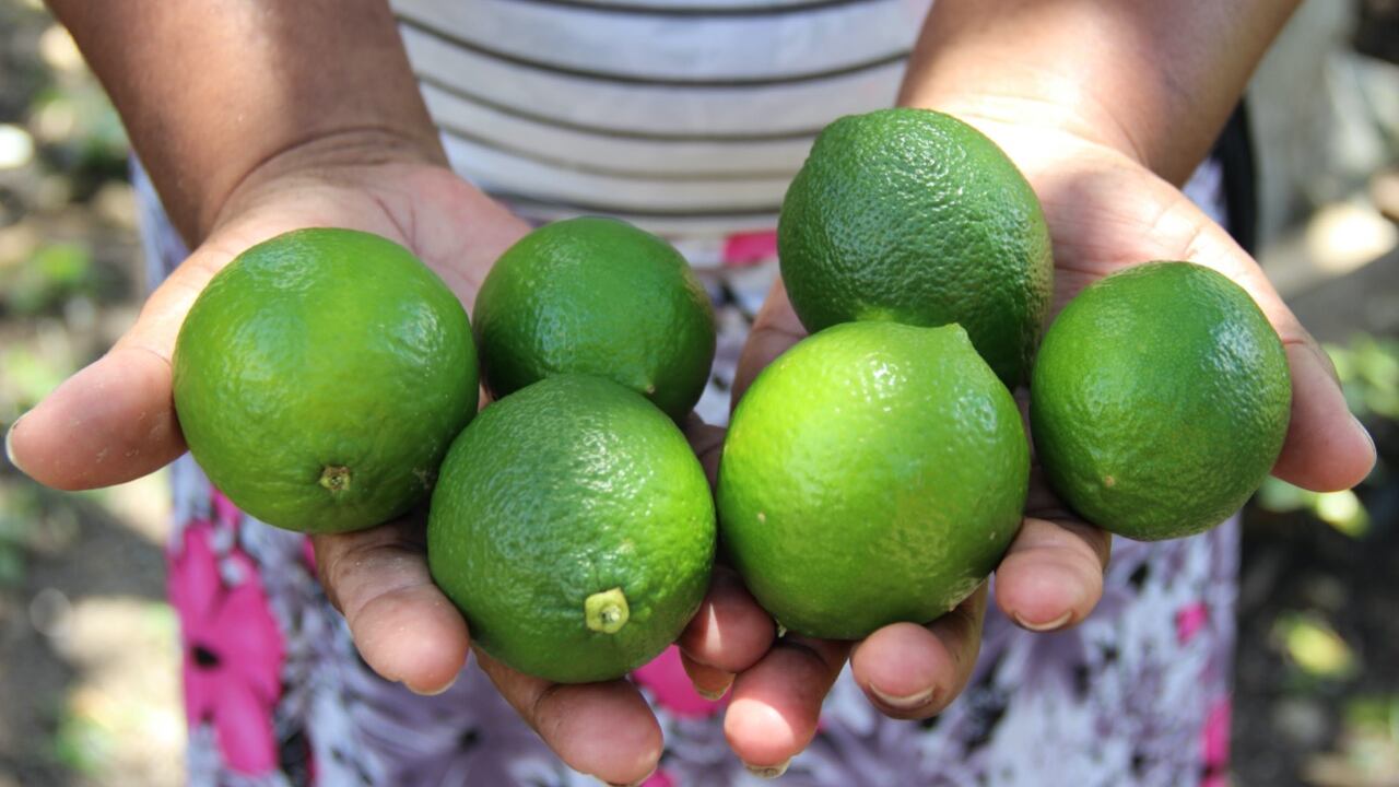Campesinos productores de lima ácida en Nariño Foto: Prensa Fondo Europeo para la Paz