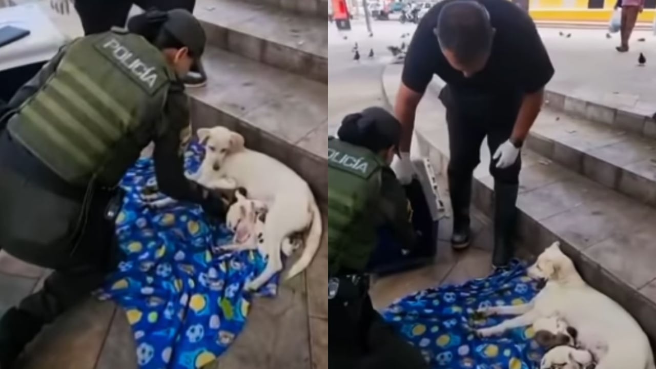 La patrullera organizó el espacio para brindar condiciones óptimas a la perrita durante su labor de parto.