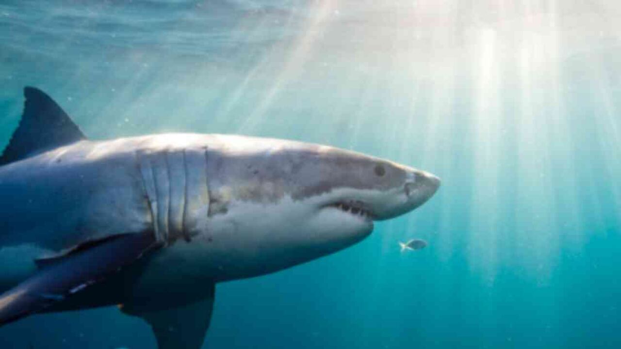 Los tiburones cumplen un papel esencial en los ecosistemas marinos porque, por ejemplo, se alimentan de poblaciones de peces potencialmente destructivas. Foto: Getty Images - Mundo hoy.
