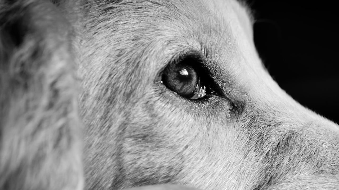 El maltrato animal es sancionado por la ley de Colombia.