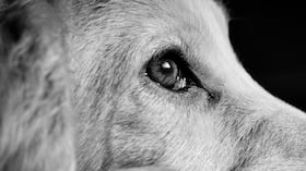 Un posible caso de maltrato animal se registró en el centro comercial Andino de Bogotá