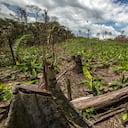 DEFORESTACION.
DEPARTAMENTO DEL GUAVIARE.
JULIO 29 DE 2017.
FOTO: JUAN CARLOS SIERRA-REVISTA SEMANA.