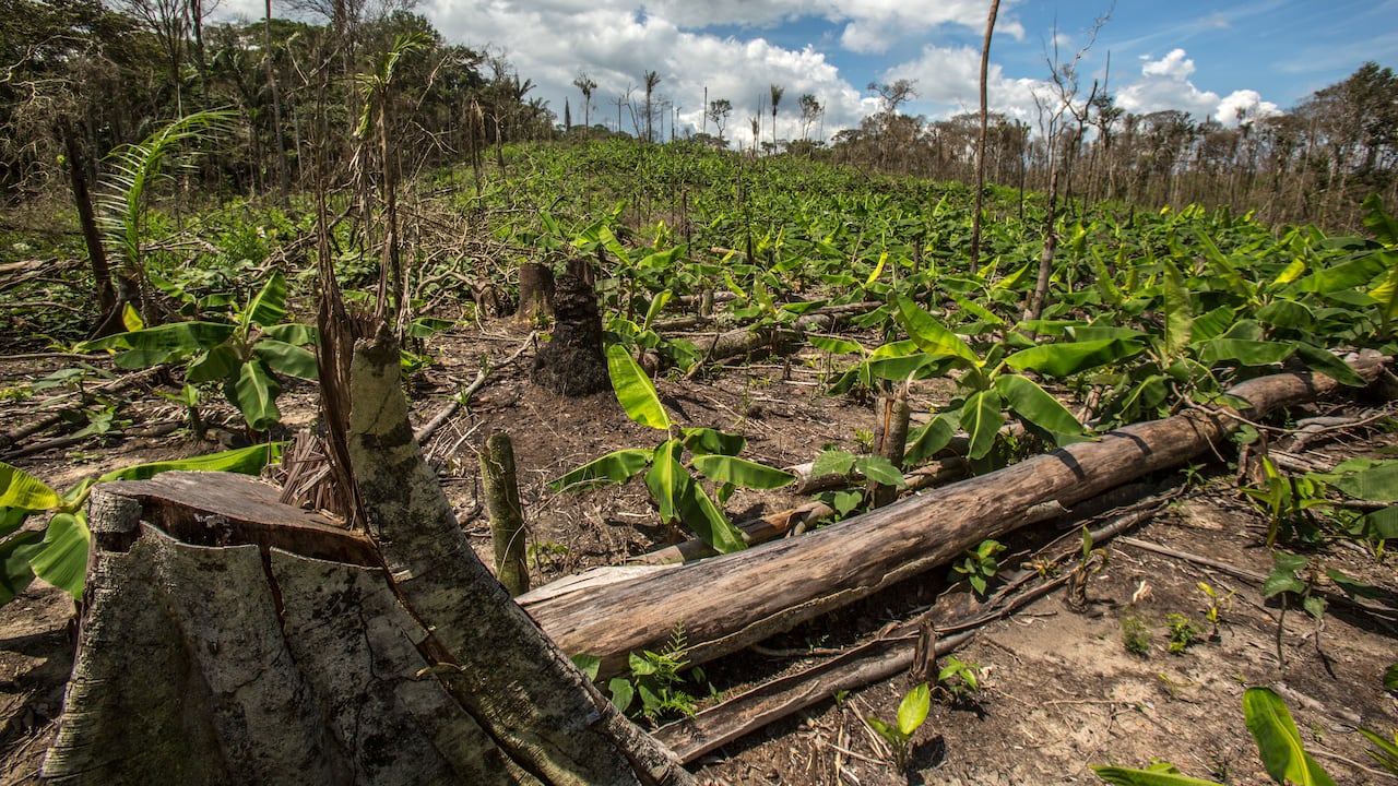 DEFORESTACION.
DEPARTAMENTO DEL GUAVIARE.
JULIO 29 DE 2017.
FOTO: JUAN CARLOS SIERRA-REVISTA SEMANA.
