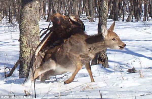Un águila real atrapa a un desprevenido ciervo en la reserva natural Lazovskii en el extremo oriental de Rusia. (Linda Kerley, ZSL)