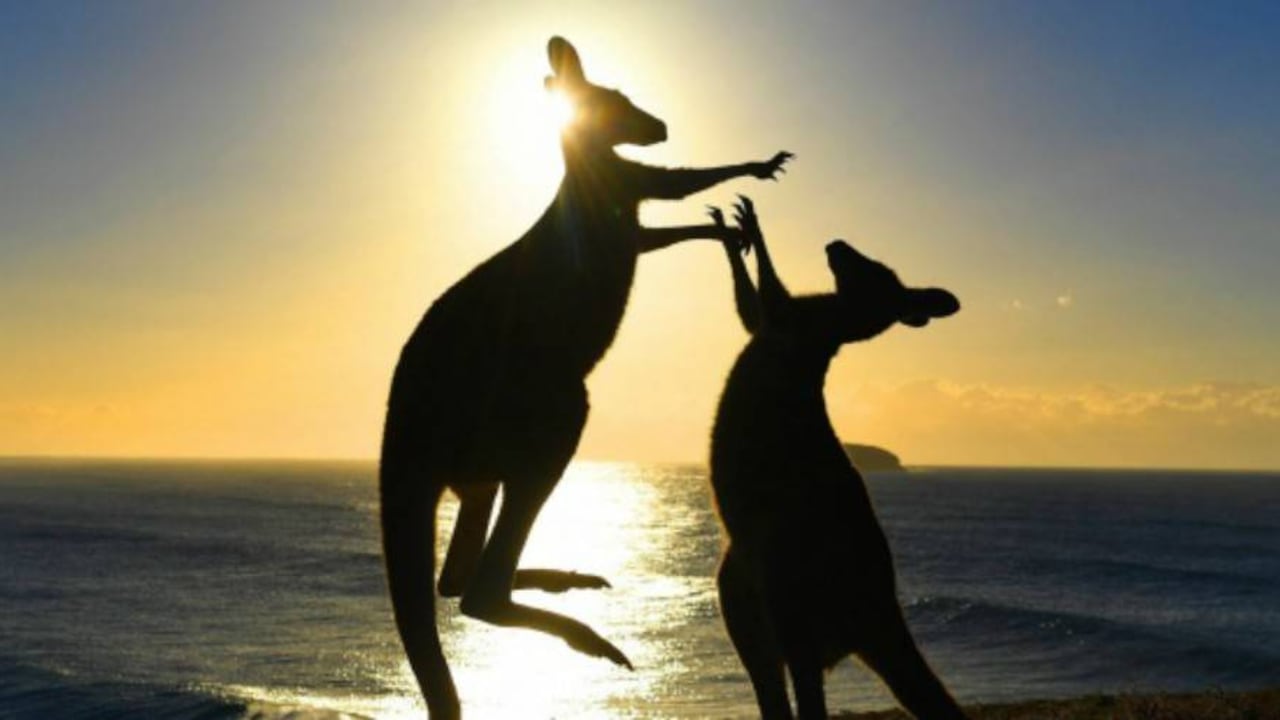 En Australia dieron licencia para cazar canguros que invadan las fincas de los humanos. Foto: archivo/EFE