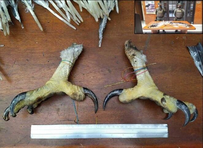 Partes de águila incautadas en 2021 en el aeropuerto El Dorado