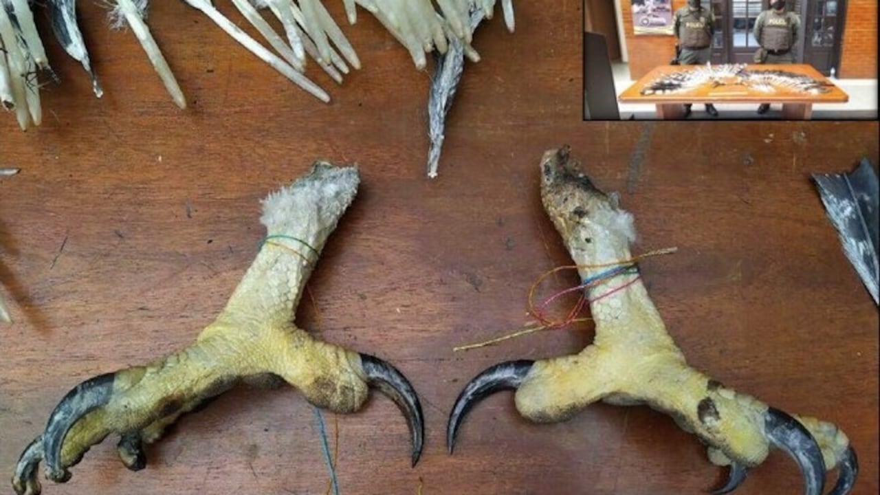 Partes de águila incautadas en 2021 en el aeropuerto El Dorado.