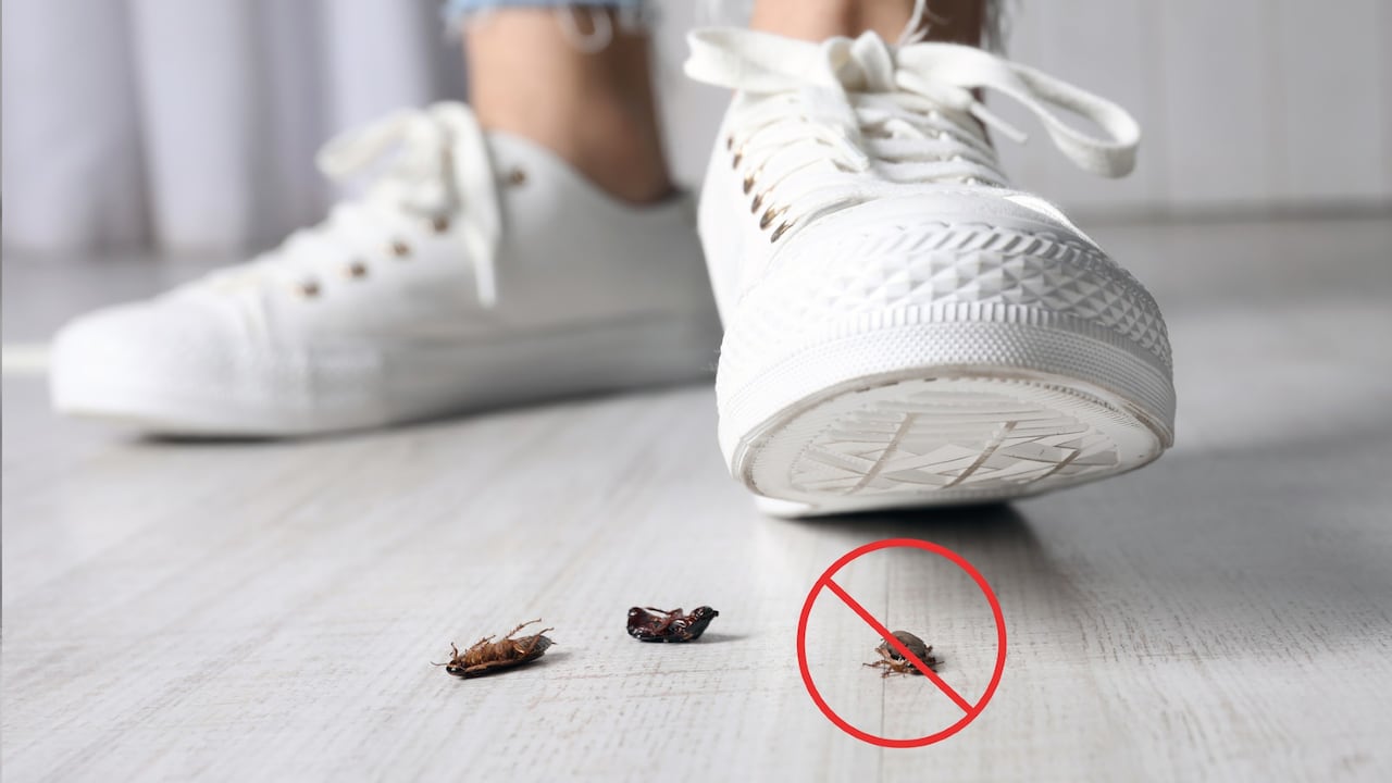 Este insecto puede soportar casi 900 veces su peso corporal.