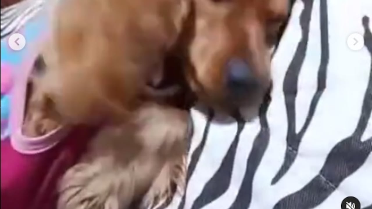 Según cuenta la prima de la propietaria de la mascota, la llevó a un lugar para que la arreglaran, pero posteriormente la llamaron para decirle que la perrita había fallecido supuestamente por el estrés.