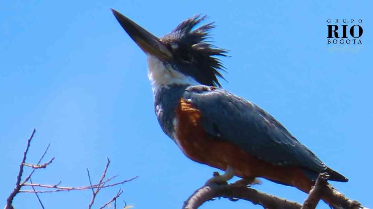 Desde 2015 no aparecía el martín pescador en el humedal Córdoba. Foto: Robinson Duque | ¡Buenas Noticias! Reaparece el martín pescador en el humedal Córdoba, en Bogotá