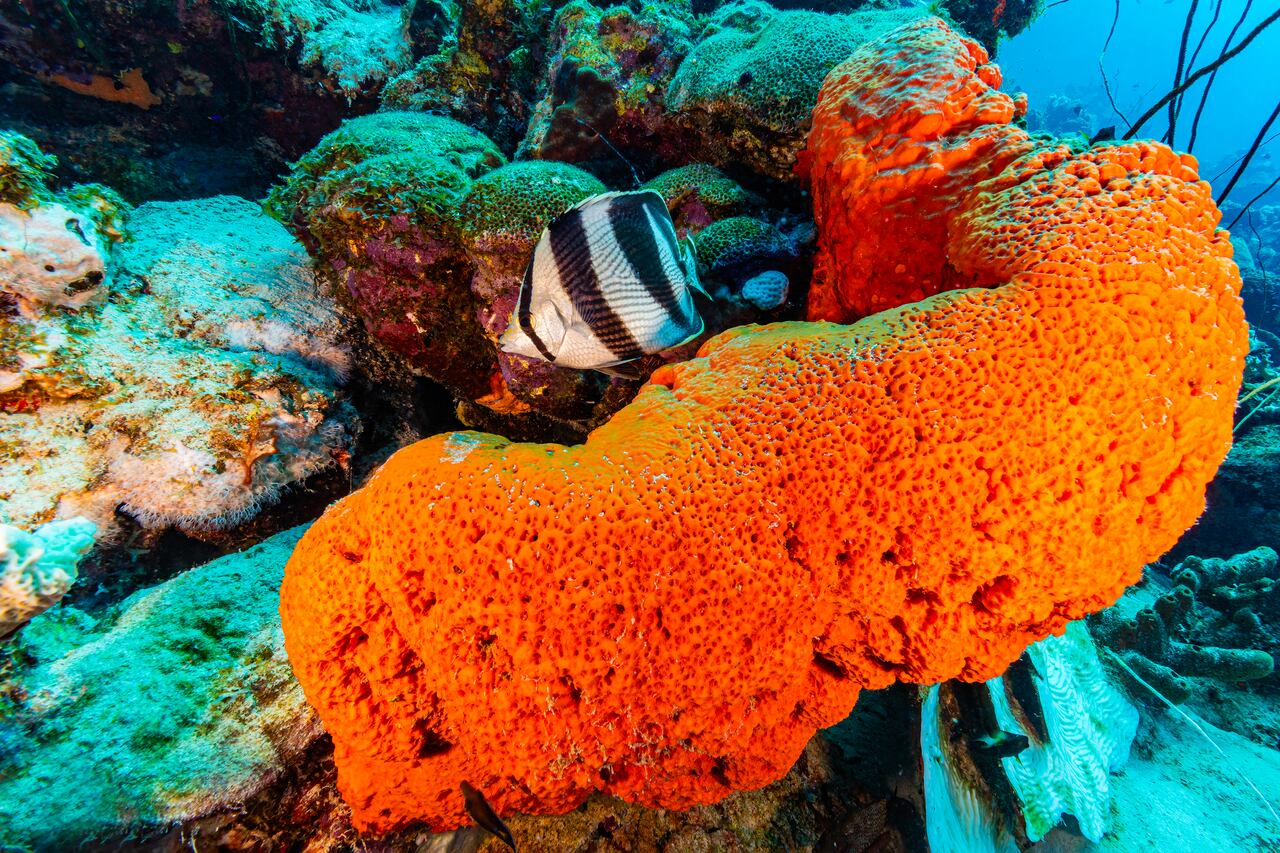 La historia del reino animal podría haberse iniciado en los mares, con las esponjas como pioneras.