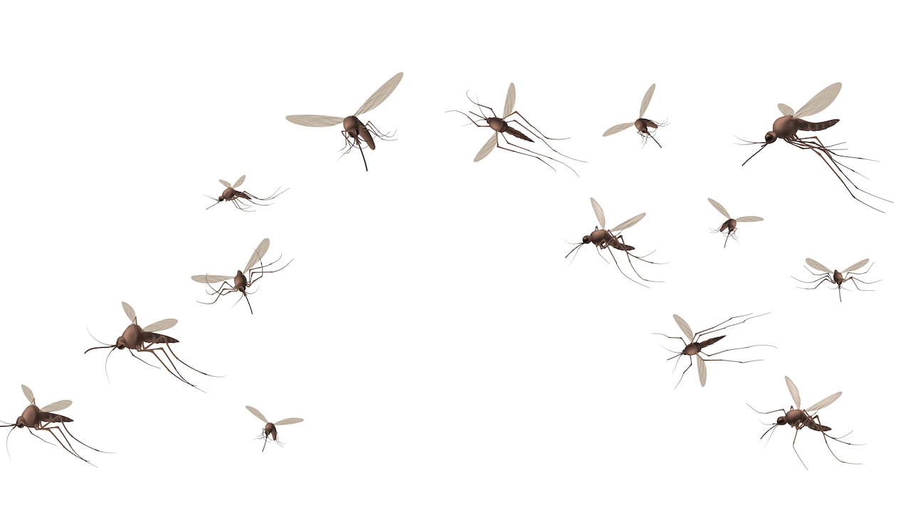 La forma natural para alejar definitivamente a los mosquitos de su vida