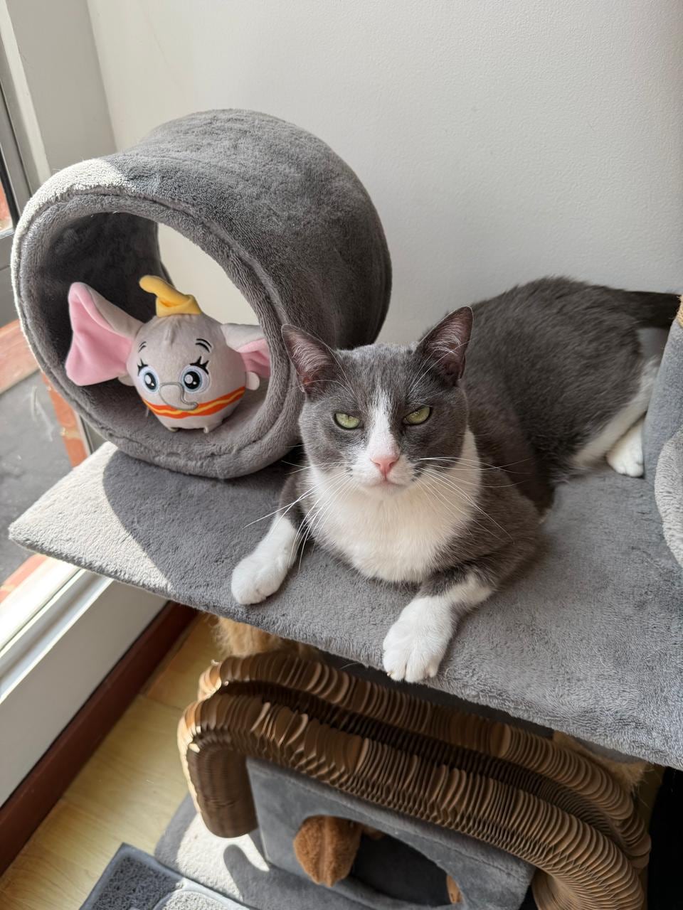 Pancreatitis felina: la silenciosa enfermedad que pone en riesgo a su gato; así puede detectarla