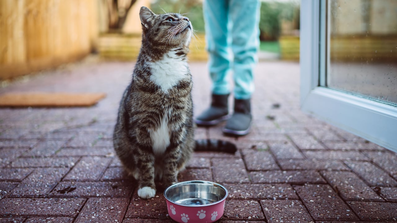 Un nuevo ronroneo en la familia: Cómo brindar la mejor bienvenida a un gato.