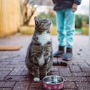 Paso a paso con su nuevo gato: Consejos para una integración armoniosa.