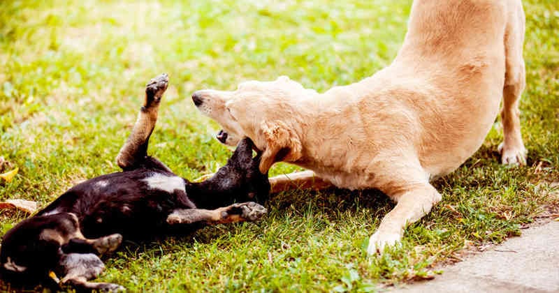 El juego en los perros es clave para garantizar su bienestar y extender su ciclo de vida.