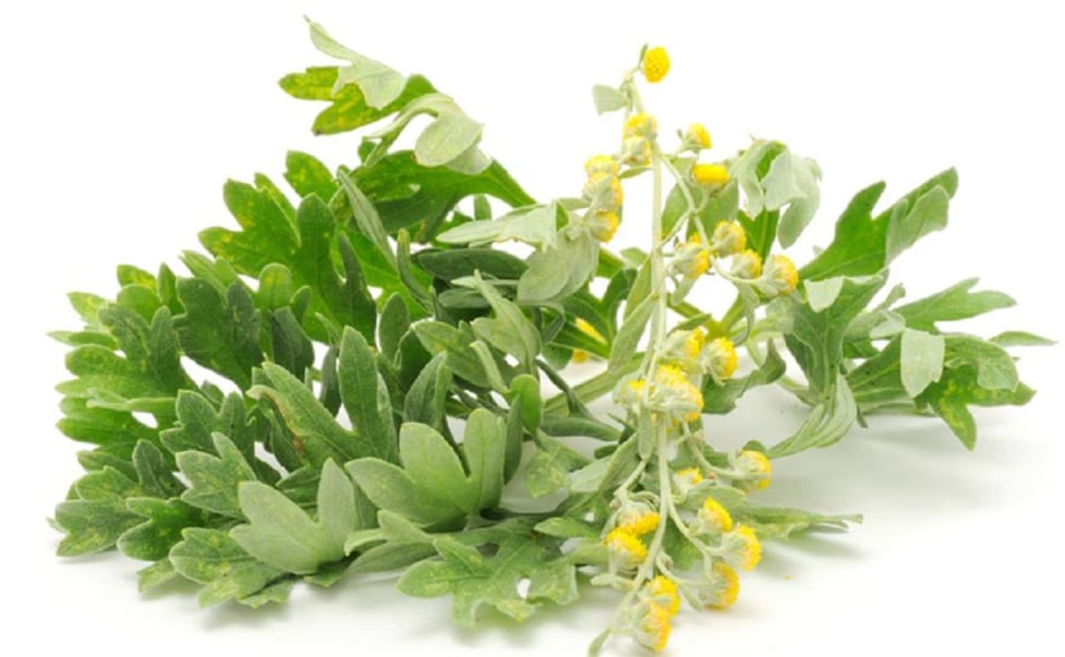 Planta medicinal para aliviar dolores musculares.