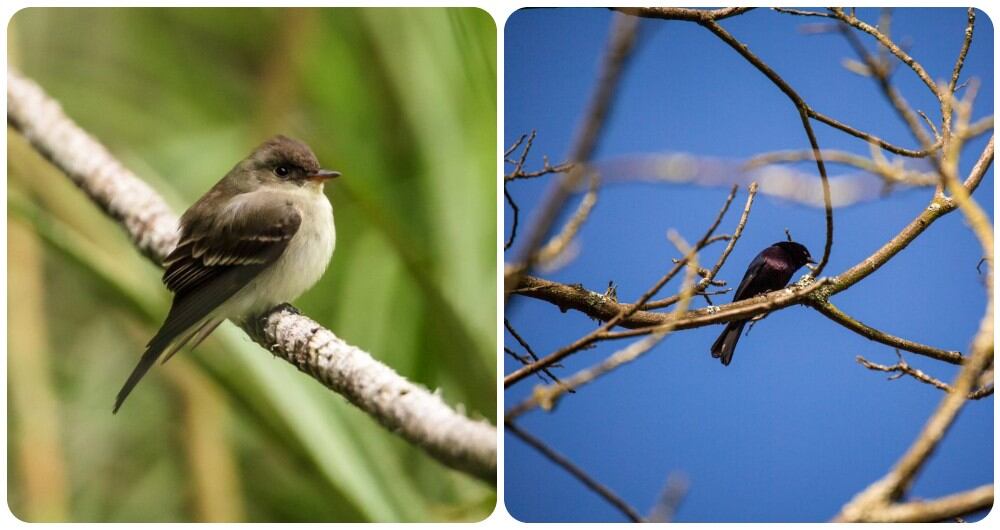 Bogotá alberga cerca de 176 especies de aves, la mitad de las cuales acoge el Jardín Botánico.
