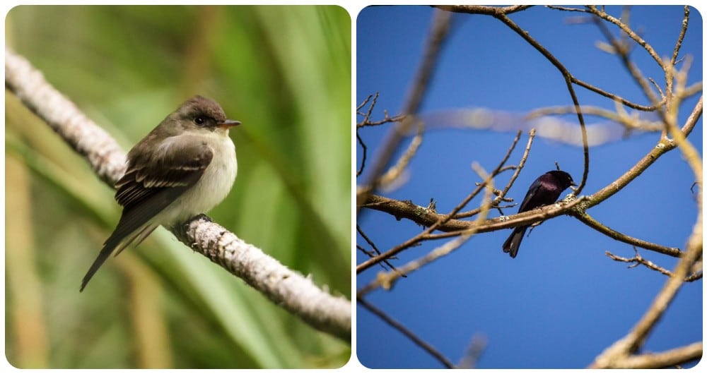 Bogotá alberga cerca de 176 especies de aves, la mitad de las cuales acoge el Jardín Botánico.