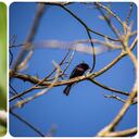 Bogotá alberga cerca de 176 especies de aves, la mitad de las cuales acoge el Jardín Botánico.