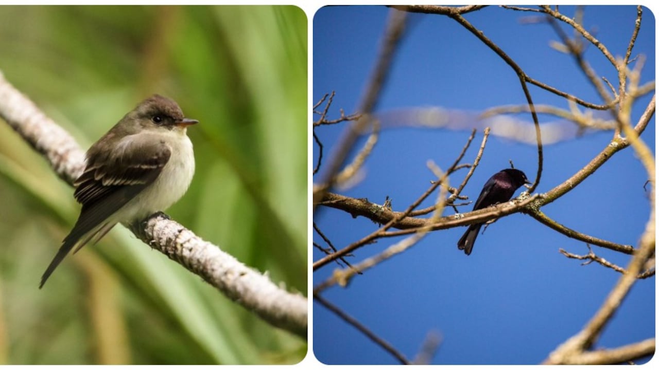 La pérdida de diversidad es más probable que afecte a las aves con rasgos extremos.