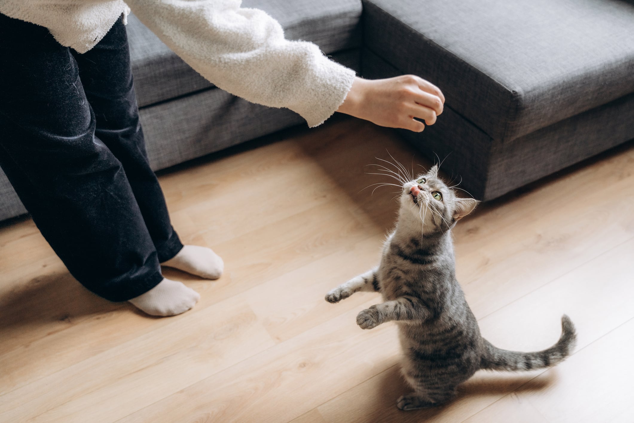 Los gatos tienen la costumbre de arañar o morder.