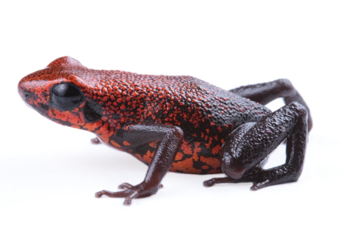 Esta imagen sin fecha, facilitada el 2 de octubre de 2026 por Jungle Dave’s Science Foundation y el Instituto Nacional de Biodiversidad (INABIO), muestra a *Excidobates perplexus*, una especie recién descubierta de rana venenosa en Ecuador.