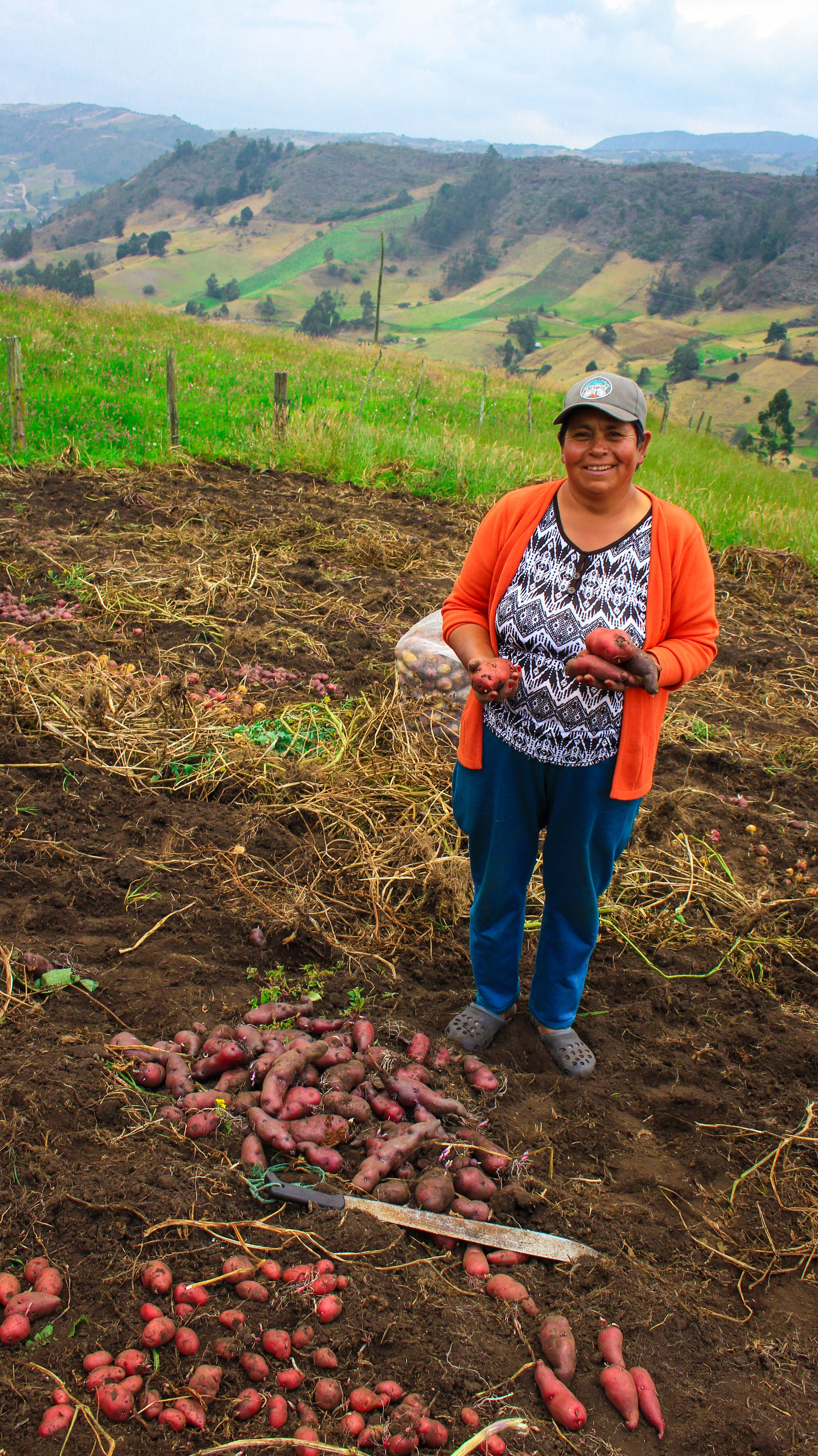 Según Fidel Salazar, Colombia no tiene datos precisos sobre el cultivo de papa: “no sabemos cuántos productores hay, cuánta área tenemos sembrada, ni cuánta producción se saca”.