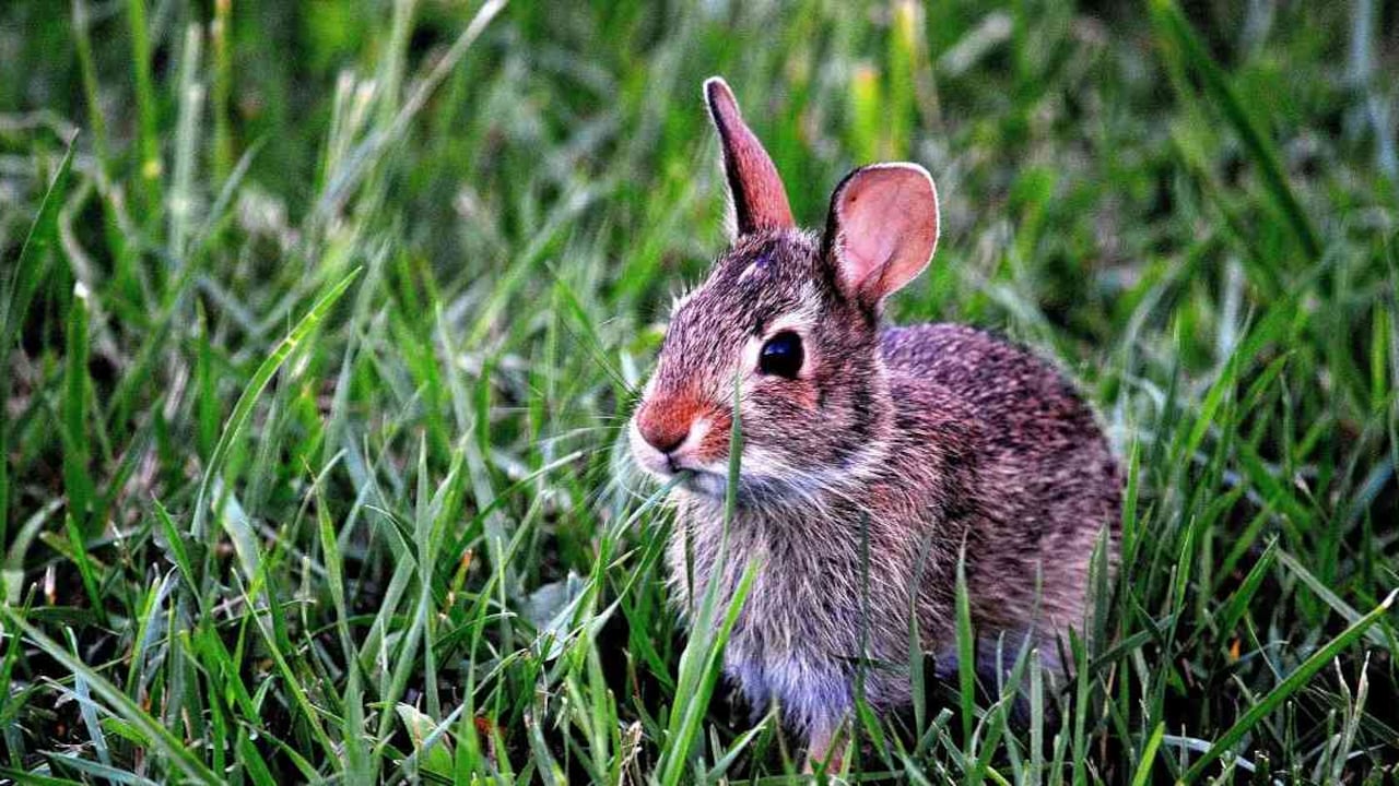 Al proyecto de Ley que busca prohibir las pruebas con animales en la industria cosmética le faltan dos debates en el Senado. Foto: Pixabay