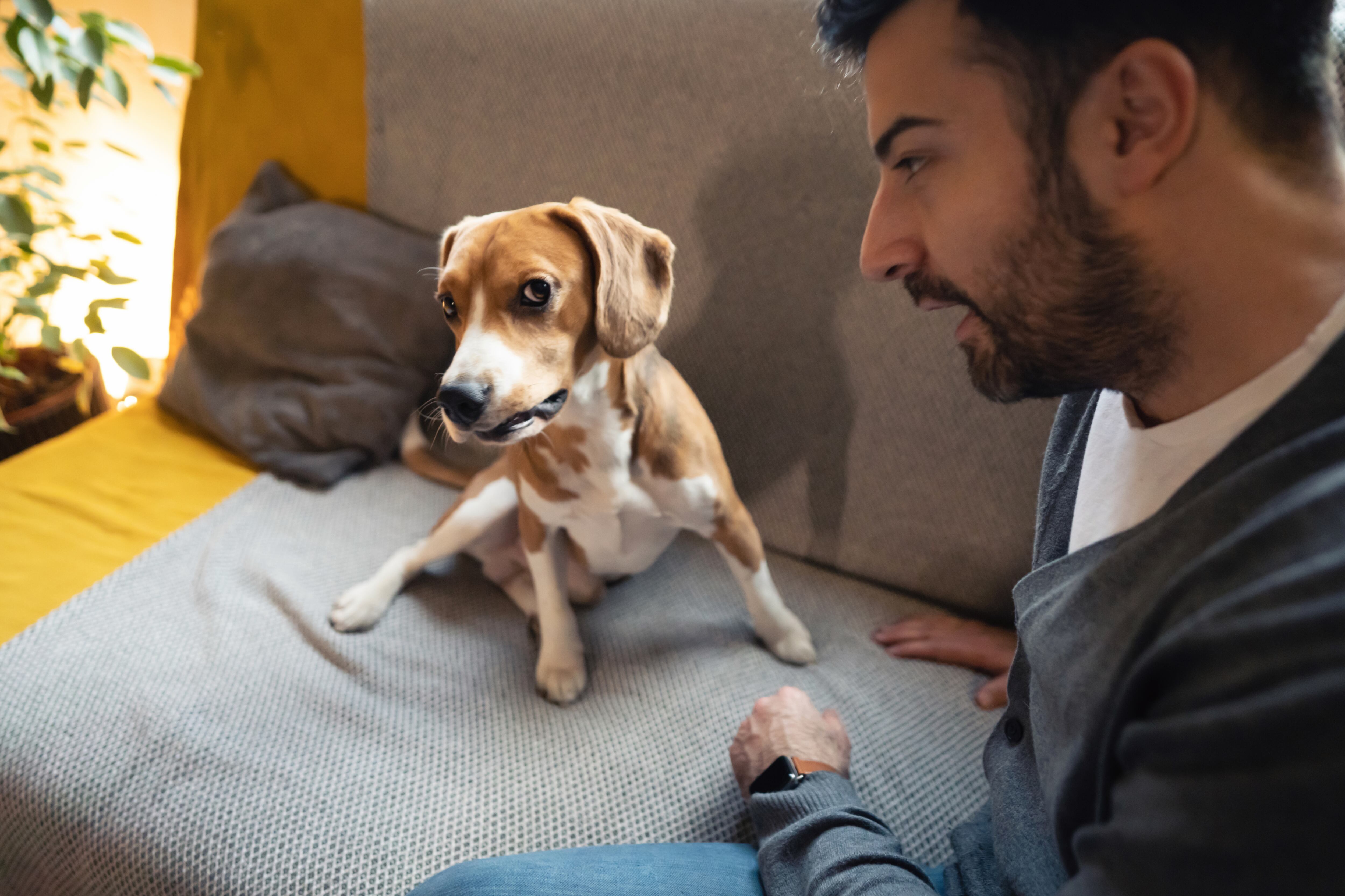 Hombre regañando a su perro Beagle por sus travesuras