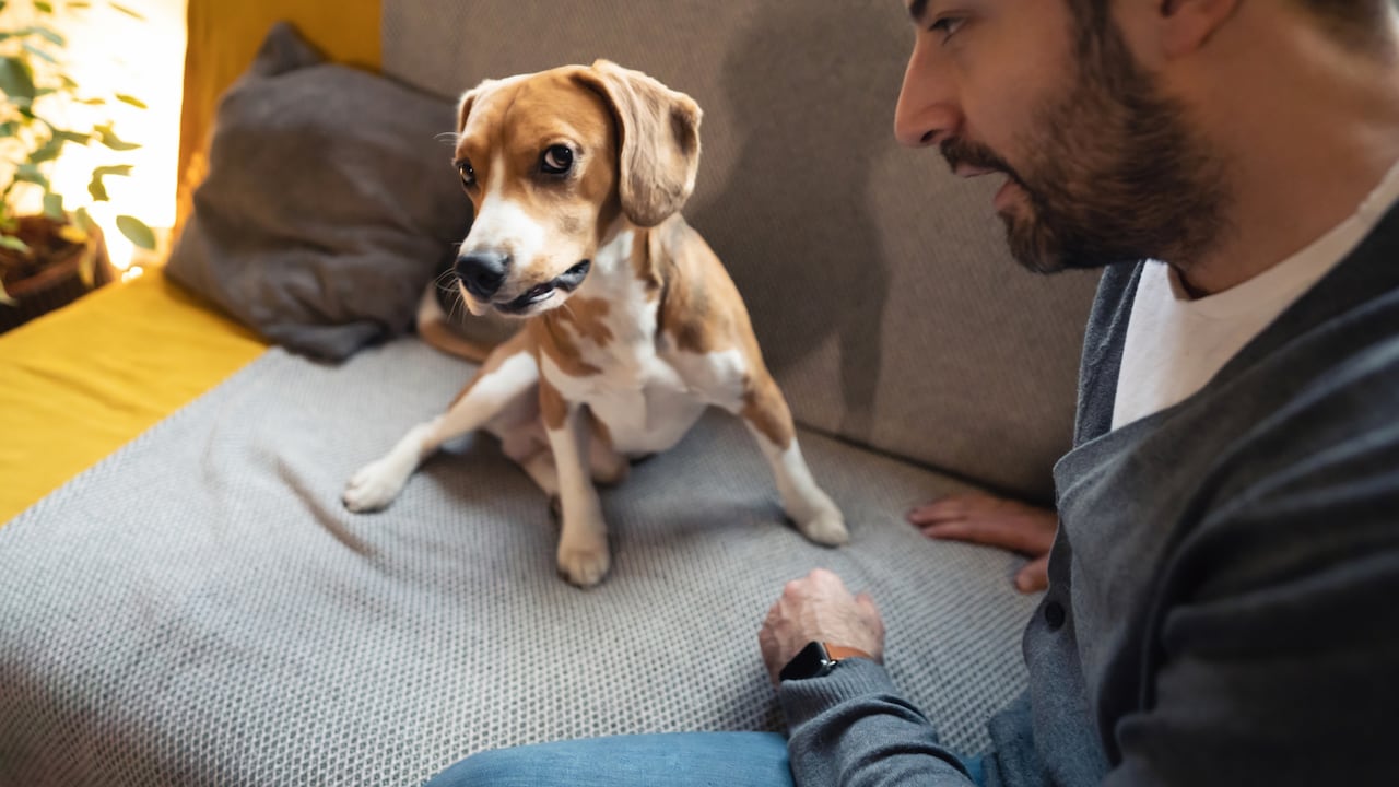 Hombre regañando a su perro Beagle por sus travesuras
