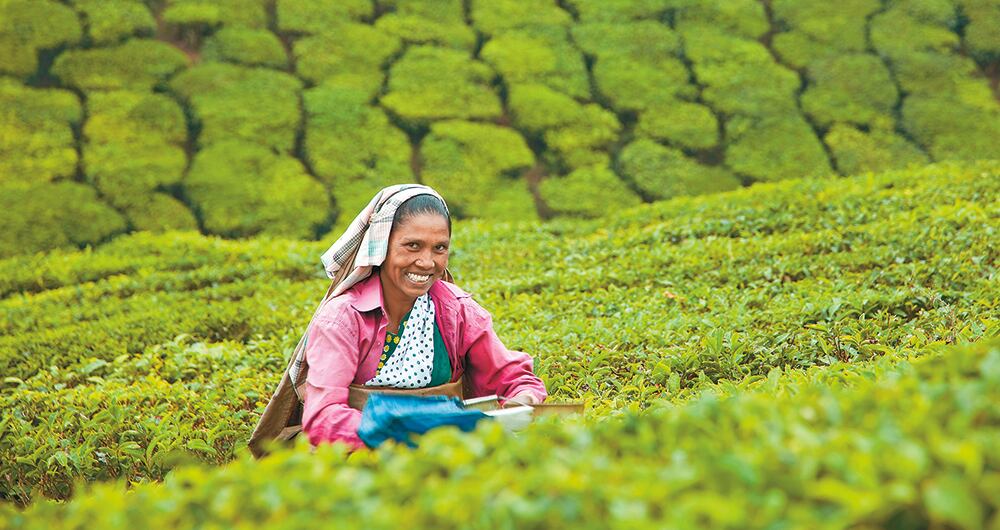 Onduladas colinas verdes, coloreadas por los mismos arbustos de té que llenan de aroma el aire que baja de la montaña