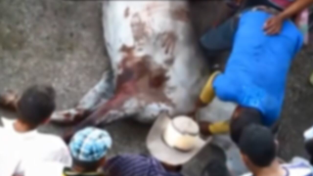 Una captura de pantalla de las brutales imágenes del video.