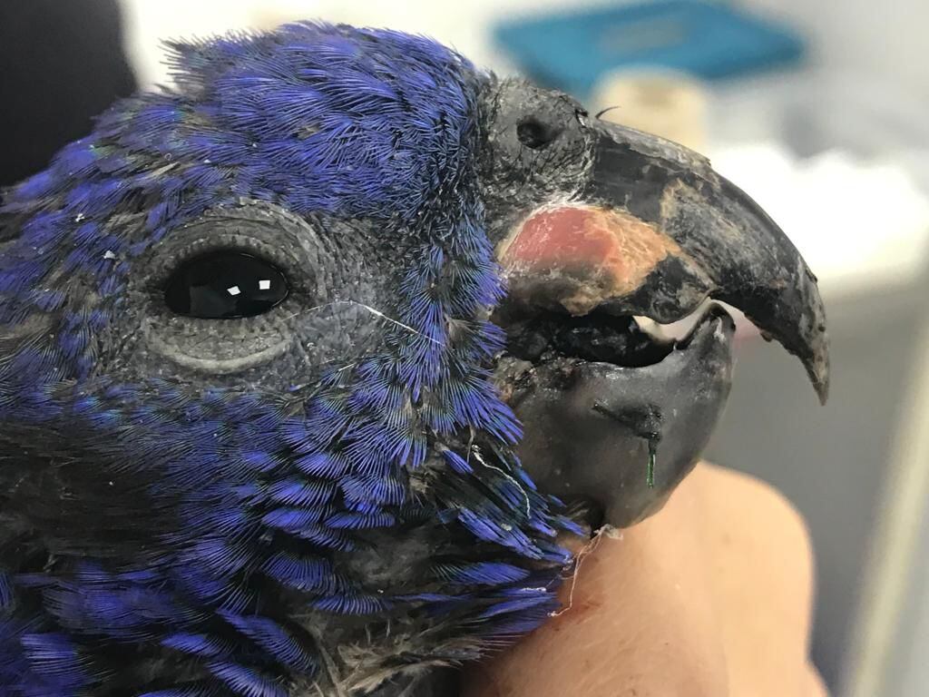 El loro sufrió dos fracturas en el pico.